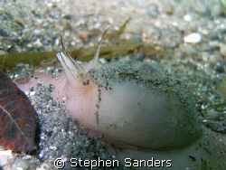 the subject of the image is a moon snail. the picture was... by Stephen Sanders 